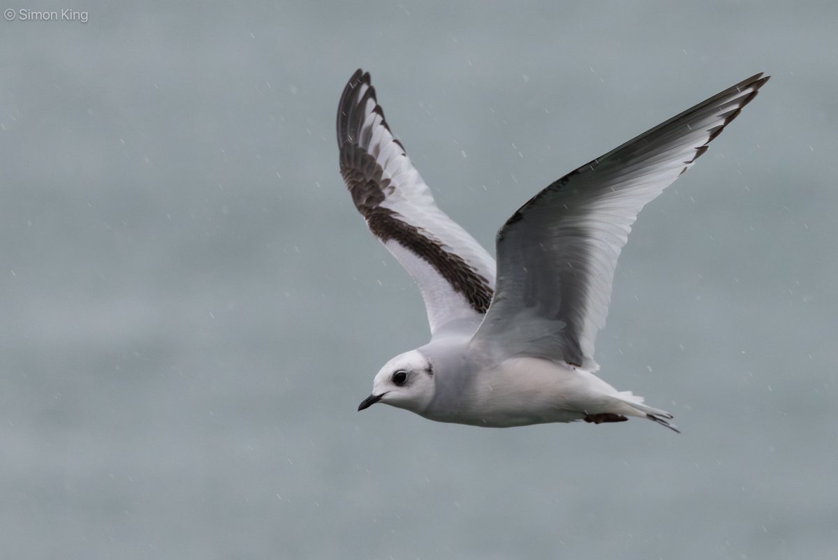 Simon King tweet media