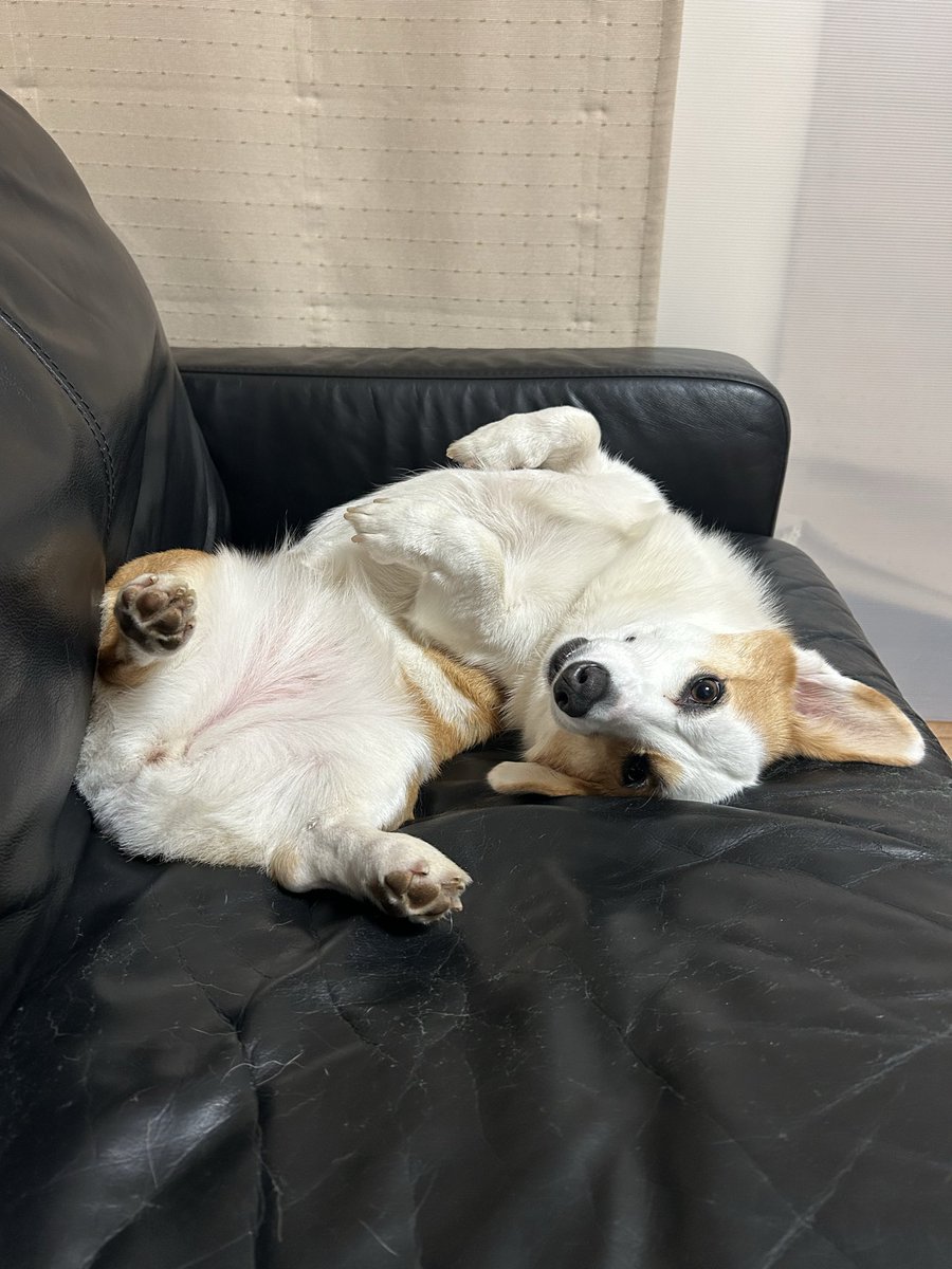kafuuno's tweet photo. あついね🥵
#コーギー https://t.co/EoTZZZxqm2