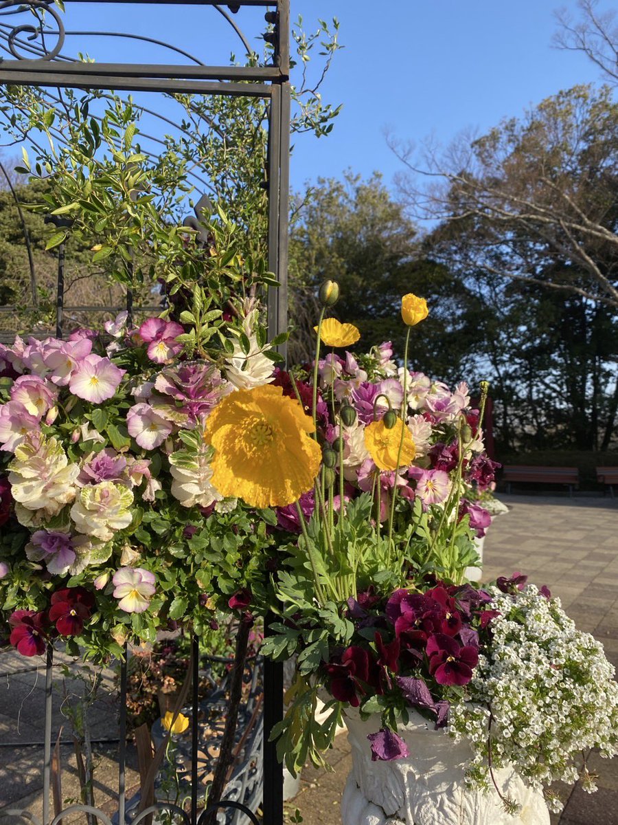 f_botanical's tweet photo. 気温が上がりたくさんの花が咲き始めました🌸 https://t.co/vym29DbKve