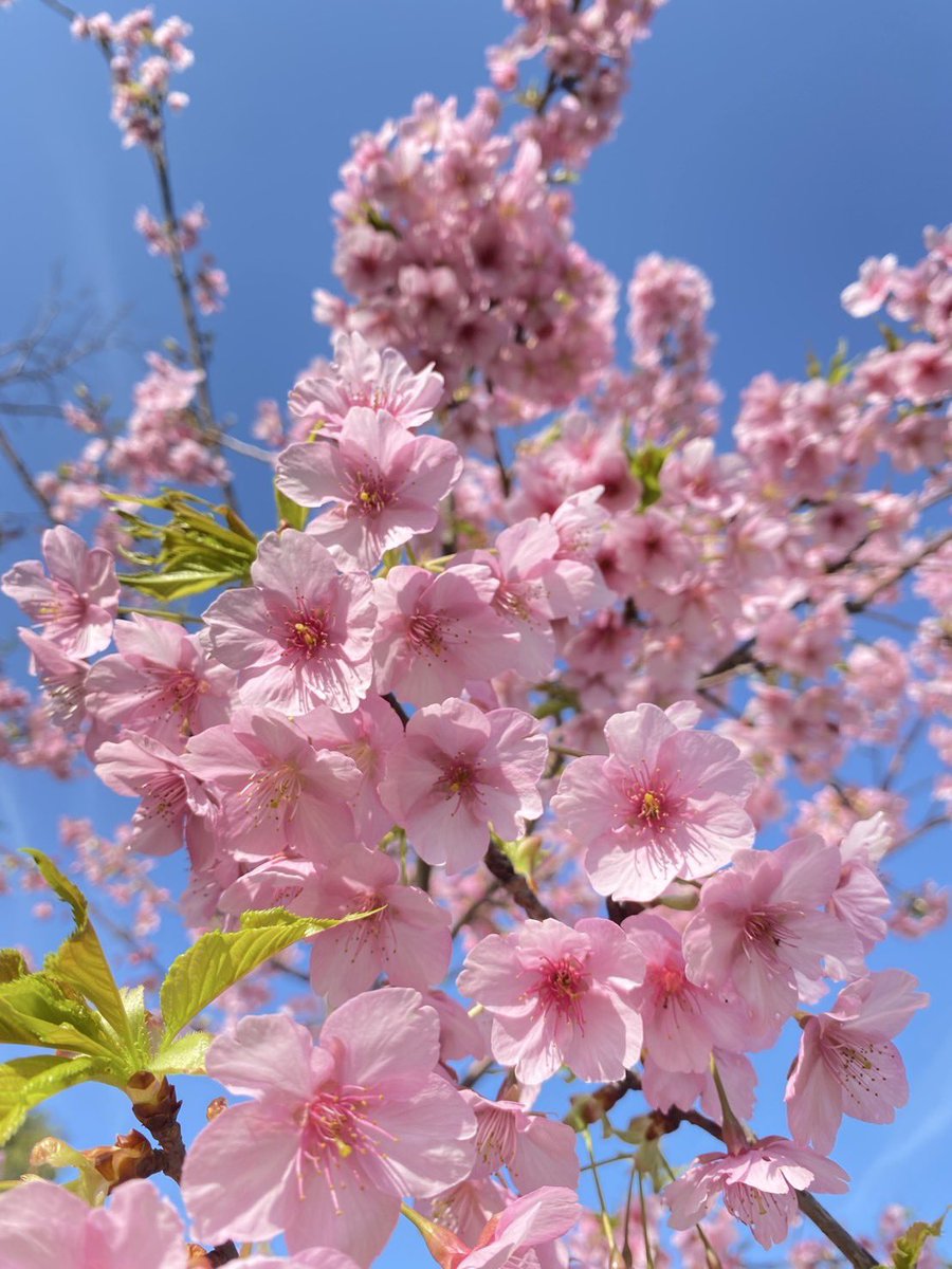 f_botanical's tweet photo. 気温が上がりたくさんの花が咲き始めました🌸 https://t.co/vym29DbKve