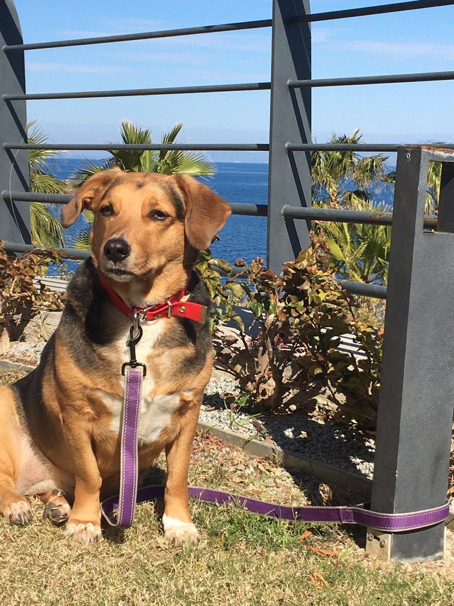 Arkadaşlarımız bir barınaktan almışlardı Luka'yı. 14 yıl gözleri gibi korudular. Luka onların köpeği ama benim en iyi arkadaşımdı. Bebekliğini bilirim. Ne zaman arkadaşlarıma gitsem yanıma gelir, dizime kafasını dayar sevmemi beklerdi. Dün sabah Luka'yı Bodrum'da sokaklarda