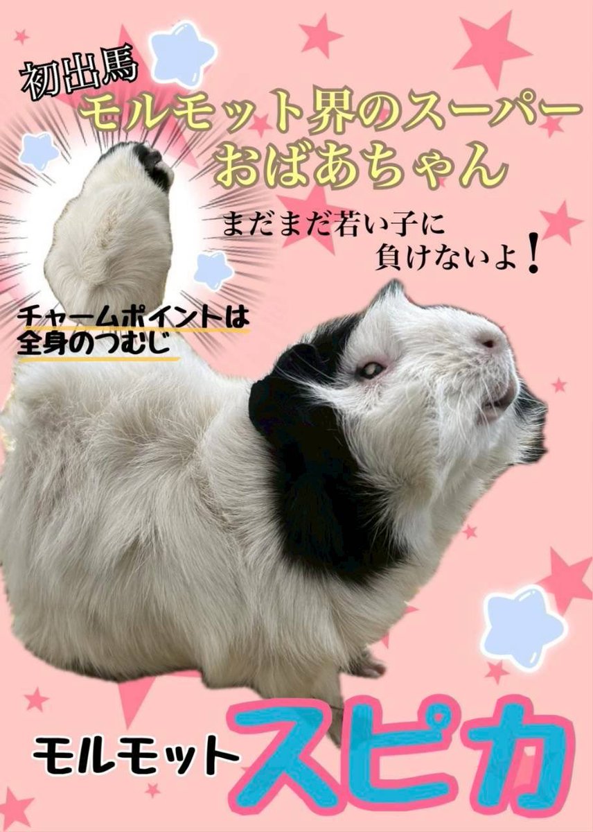 出馬メンバー紹介】 ⑬モルモット界のスーパーおばあちゃん