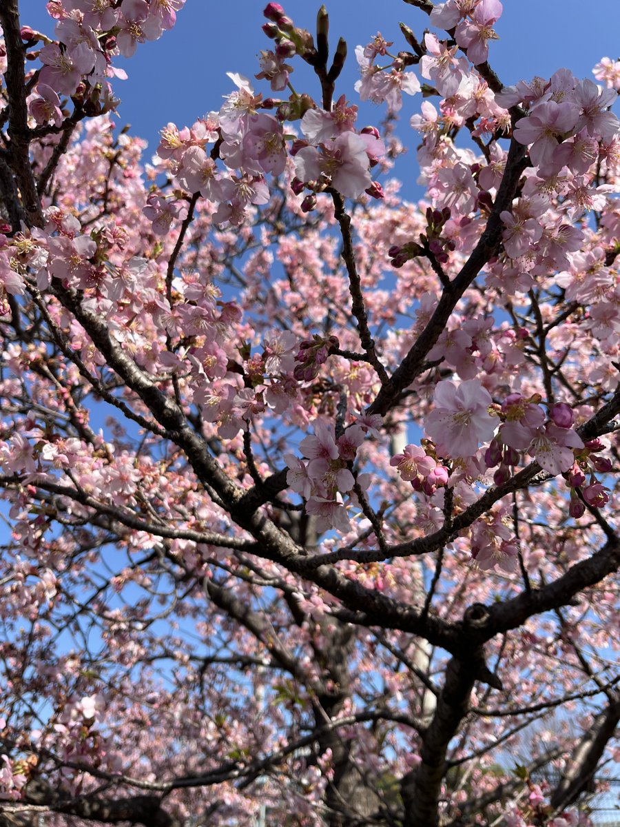 chapo_umr's tweet photo. 1週間前の近所の桜とスタバカード🌸 https://t.co/LbpCRRsn54