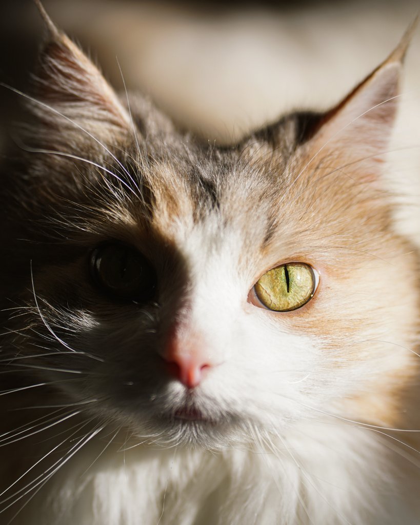 ぱお (@pao5656) / Posts / X