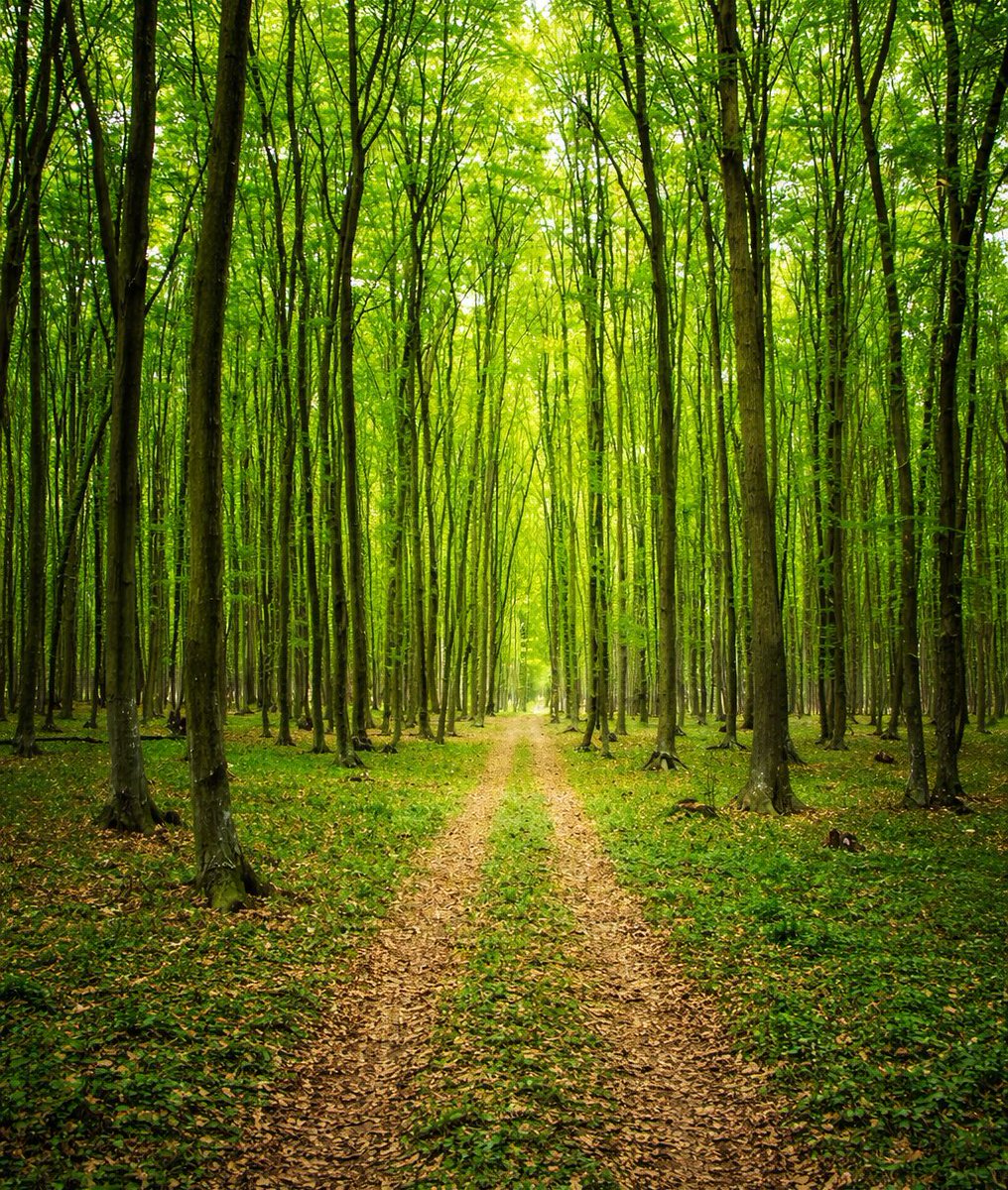 İzmir’de Çeşme Alaçatı ile Urla Zeytineli ve Karaköy’de toplam 20 milyon 539 bin metrekare orman alanının 2022’de turizm amacıyla Kültür ve Turizm Bakanlığı’na tahsis edildiği ortaya çıktı.