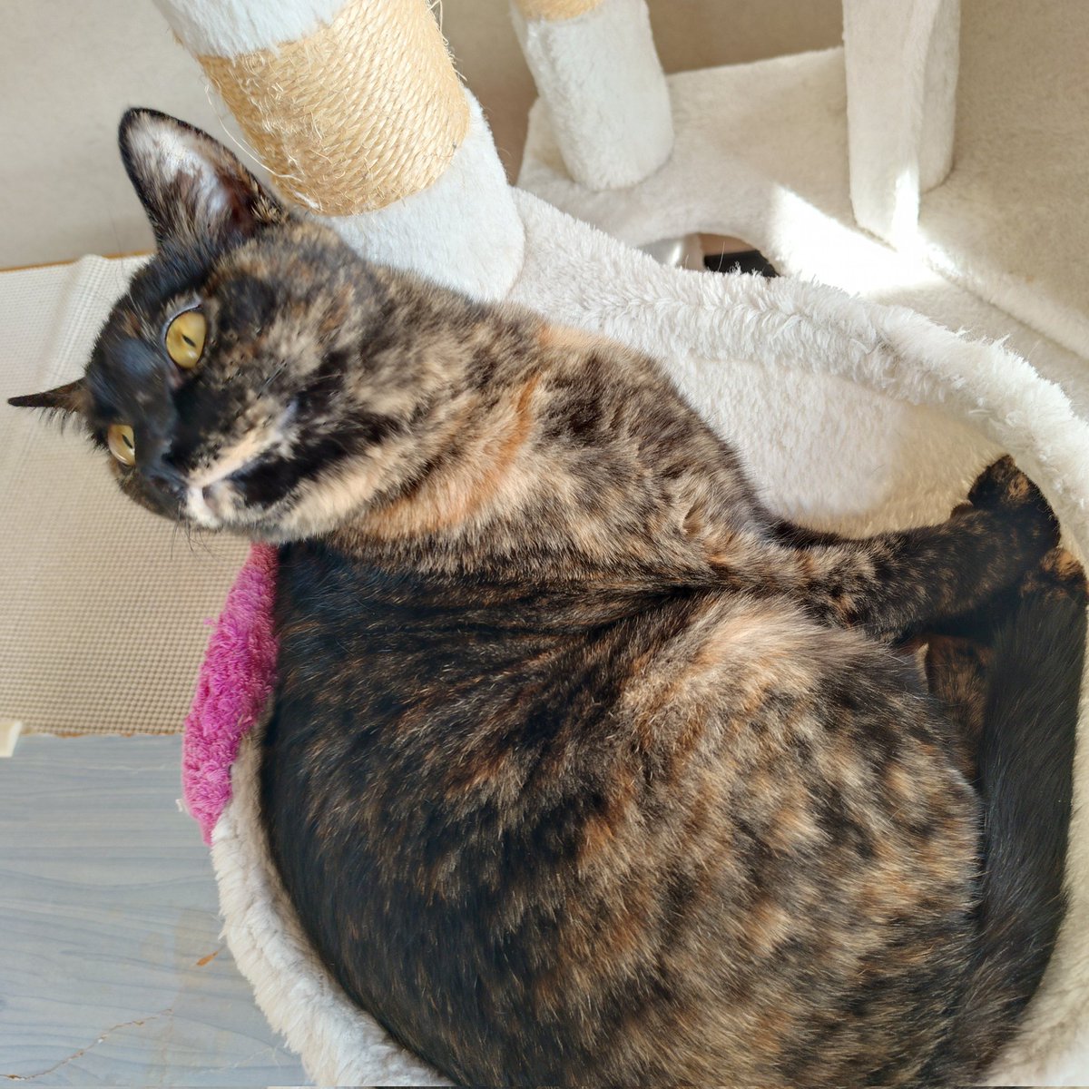 #サビ猫本祭り