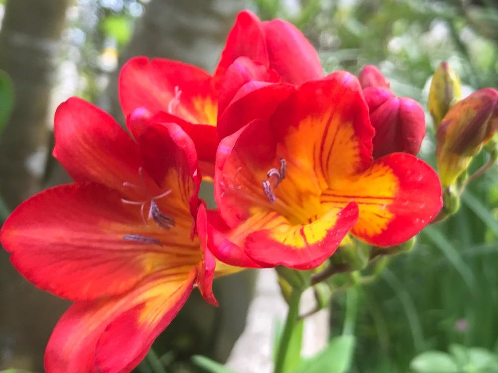 青い鳥 ✨幸せを運ぶ✨ (@aoitori0510) / Posts / X