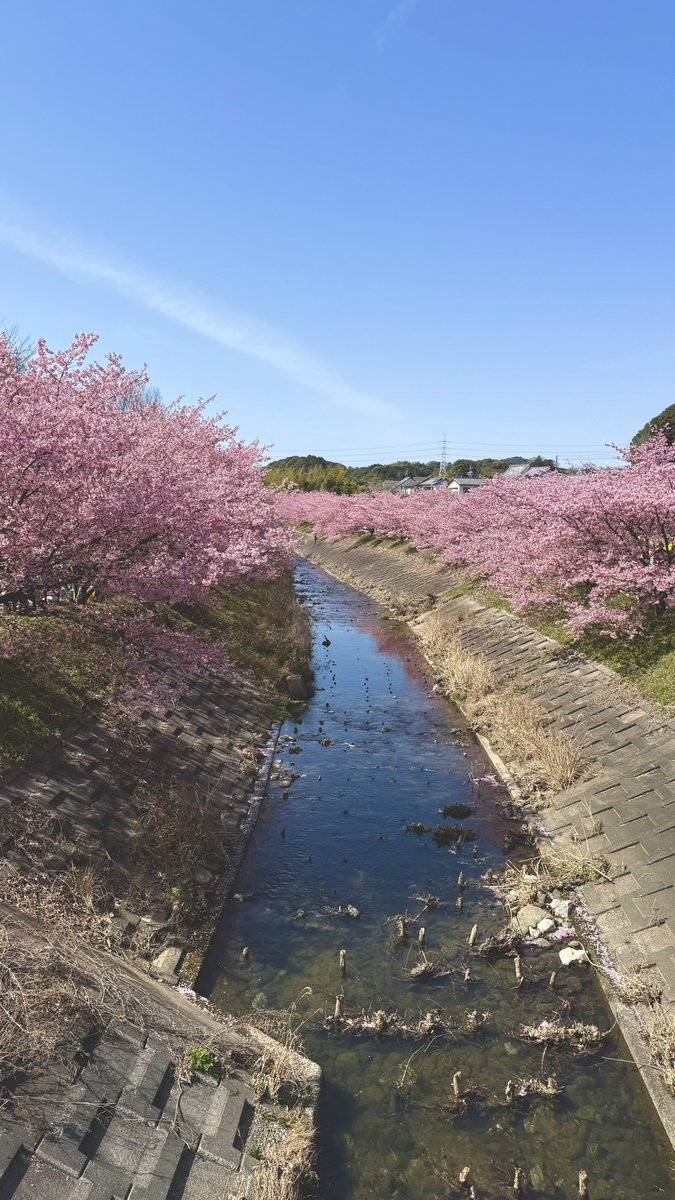 ak_pi__'s tweet photo. 河津桜まつり🌸 https://t.co/OsIHRCOsLw
