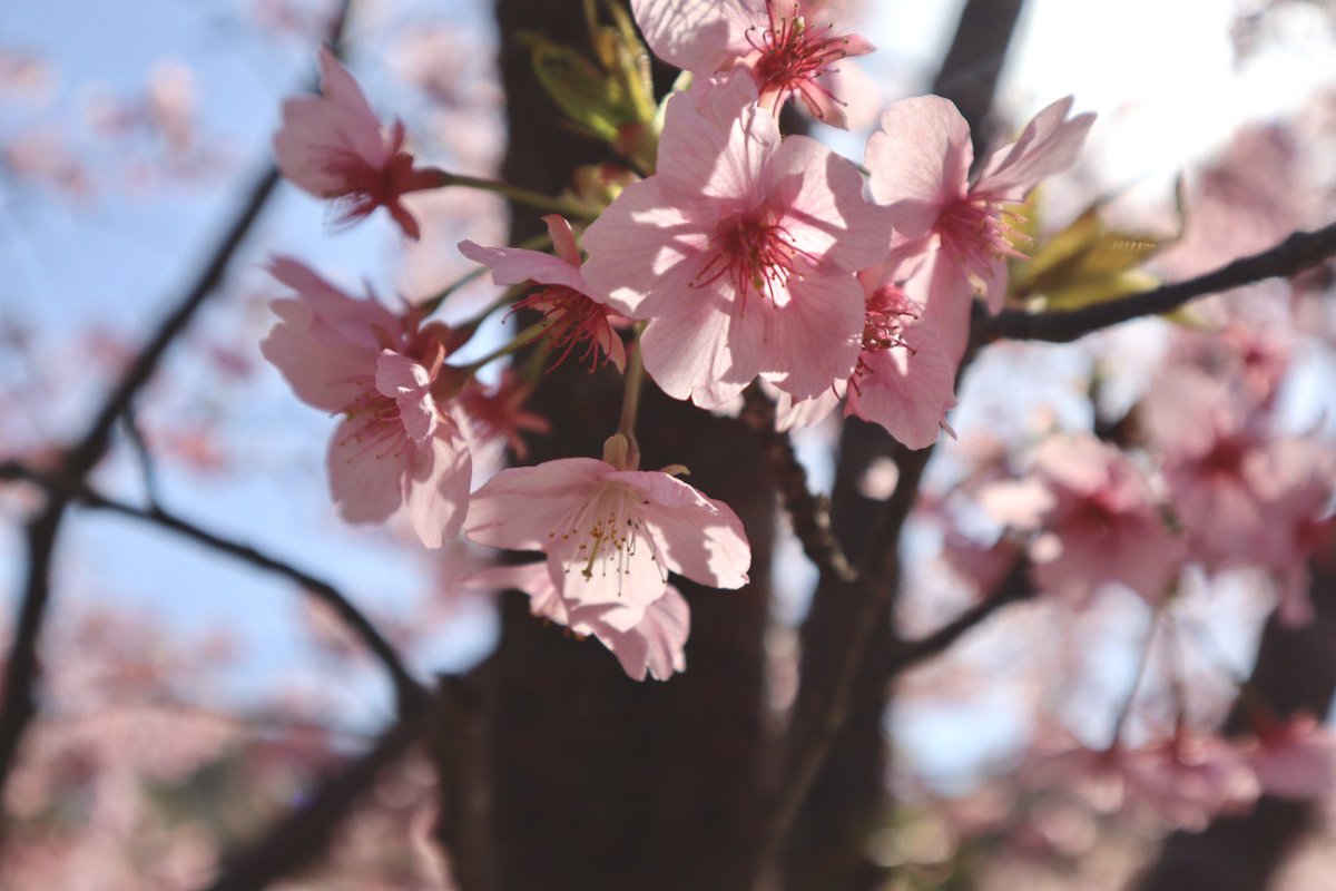ak_pi__'s tweet photo. 河津桜まつり🌸 https://t.co/OsIHRCOsLw