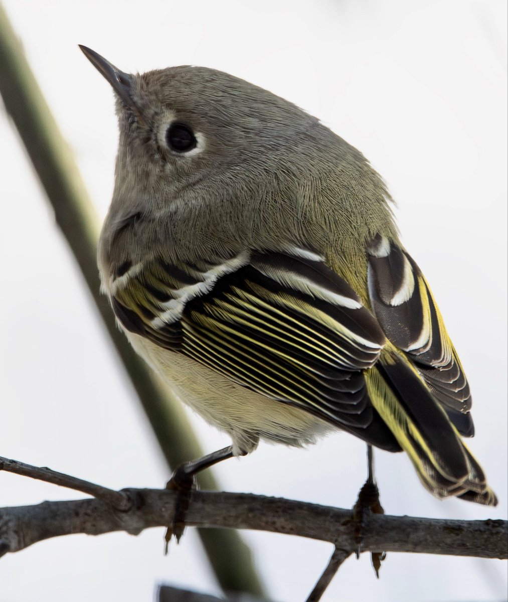 Alex Critelli tweet media