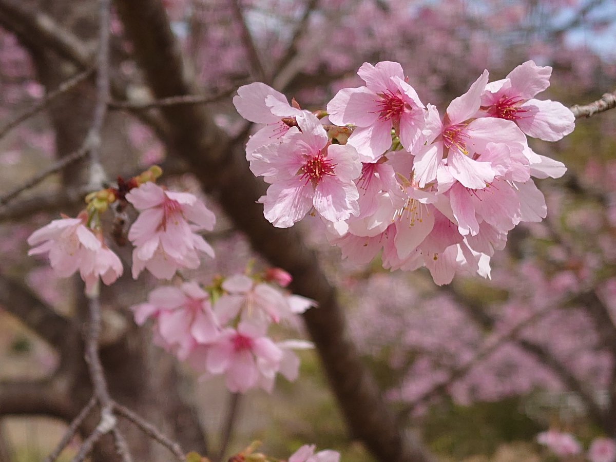 かりん tweet media