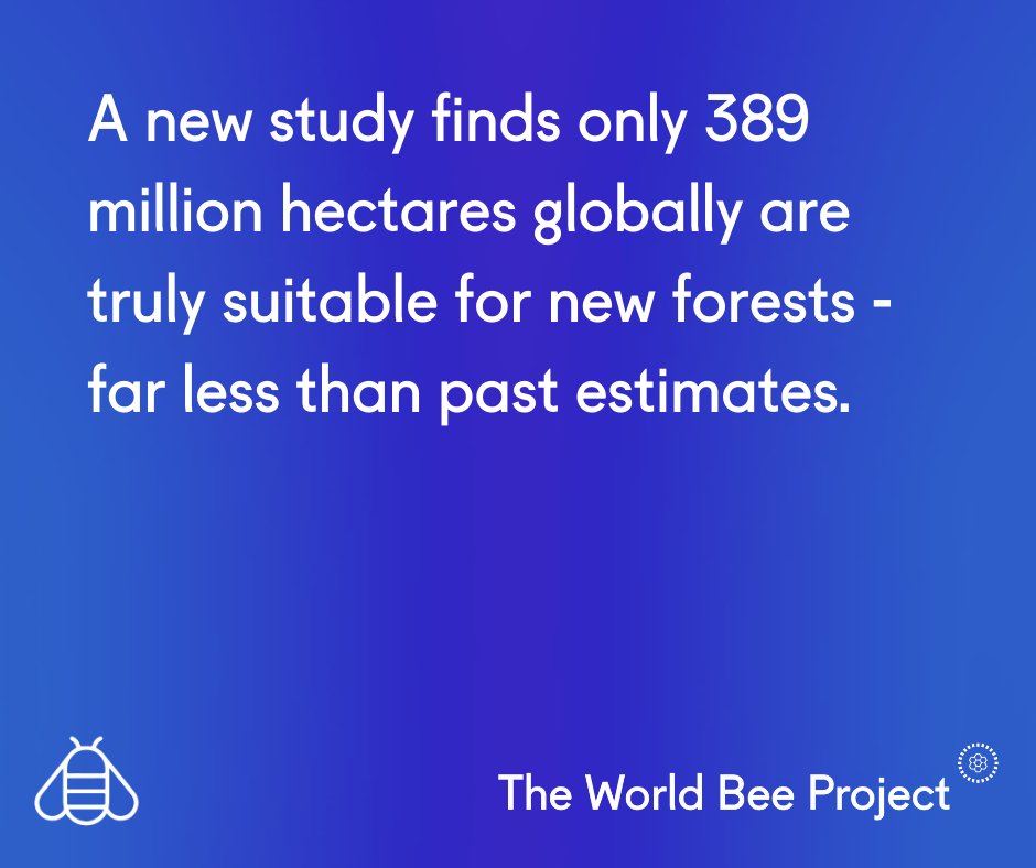 The World Bee Project CIC tweet media