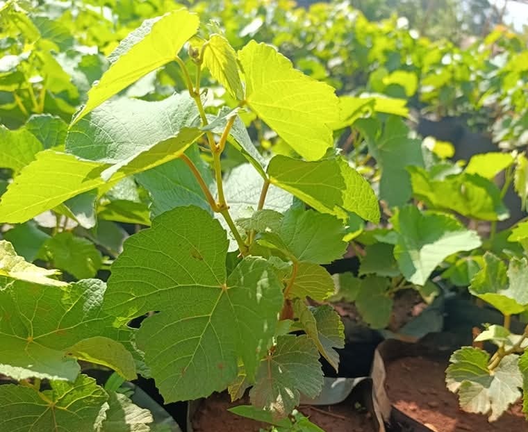 kupal_robinson's tweet photo. My name is Kupal.

A farmer specializing in fruit trees and other crops, and the Founder of RK VARIETIES. 

Committed to supplying quality seeds and seedlings while promoting sustainable agricultural practices.

What about you? https://t.co/KrQvtuUgYh