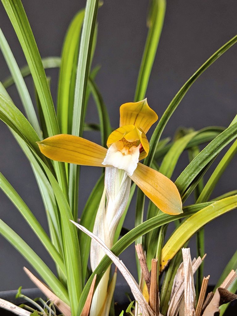 今日の春蘭 ①緋牡丹 ②無銘(水彩花) 日本春蘭は香りがないと言われ