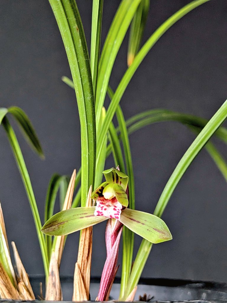 今日の春蘭 ①緋牡丹 ②無銘(水彩花) 日本春蘭は香りがないと言われ