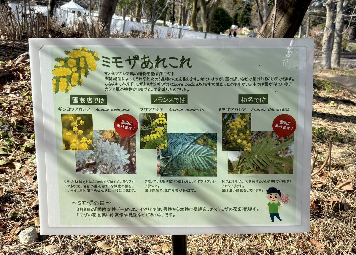 f_botanical's tweet photo. ミモザが見頃です✨ https://t.co/8eufIbGG9S