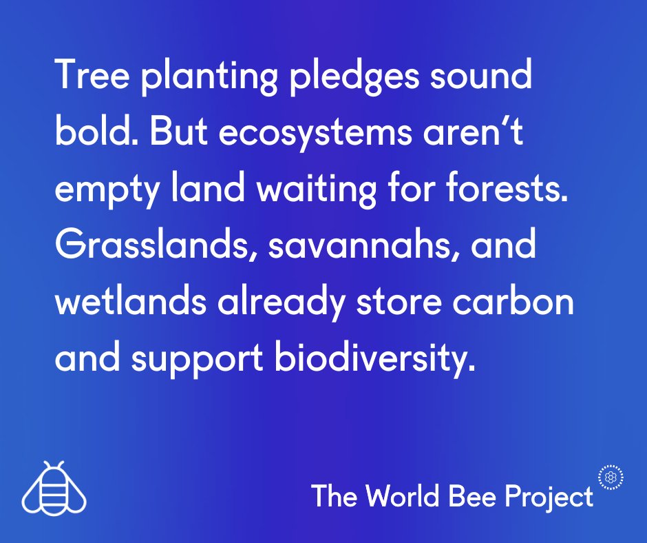 worldbeeproject's tweet photo. Tree planting pledges sound bold.
But ecosystems aren’t empty land waiting for forests.

Grasslands, savannahs, and wetlands already store carbon and support biodiversity.

Climate action = protect what works + restore what’s lost + cut emissions. https://t.co/zdKwk3hiCY
