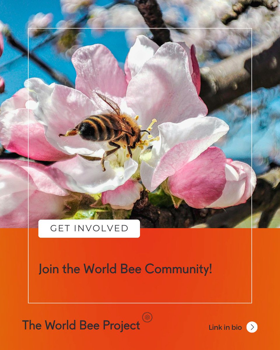 The World Bee Project CIC tweet media