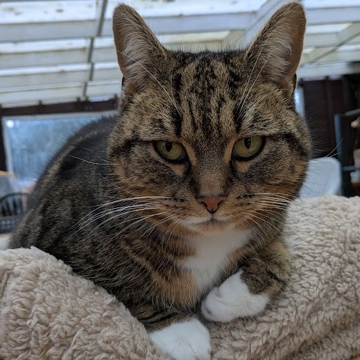 Robert Allotment cat,now helped by Janet & Amanda tweet media