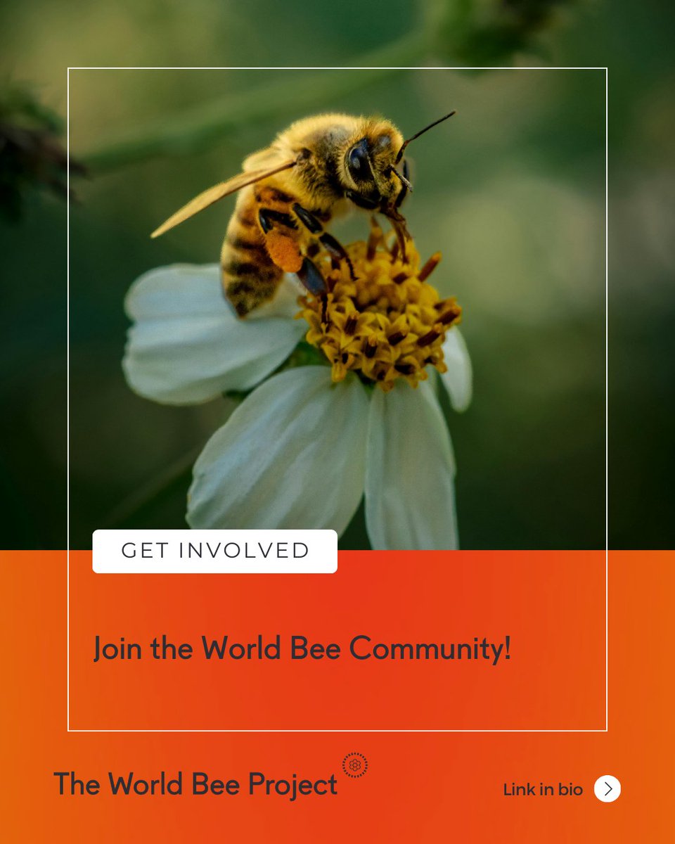 The World Bee Project CIC tweet media