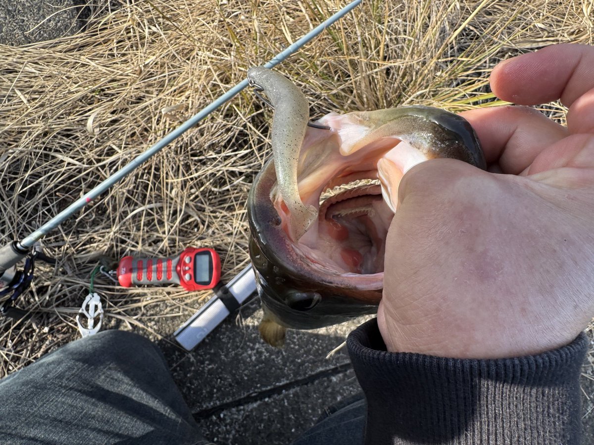 ようすけ@ツリバカ tweet media