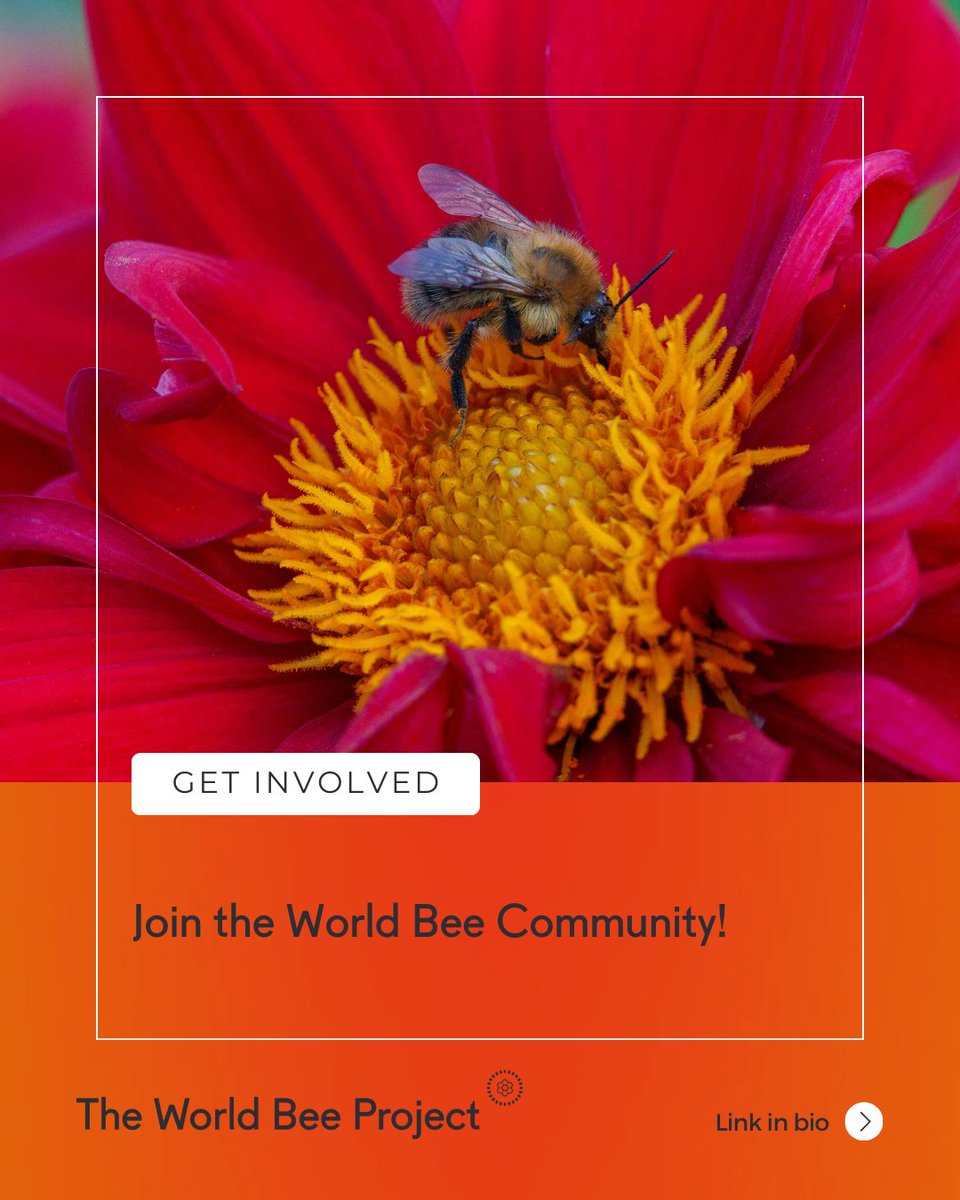 The World Bee Project CIC tweet media