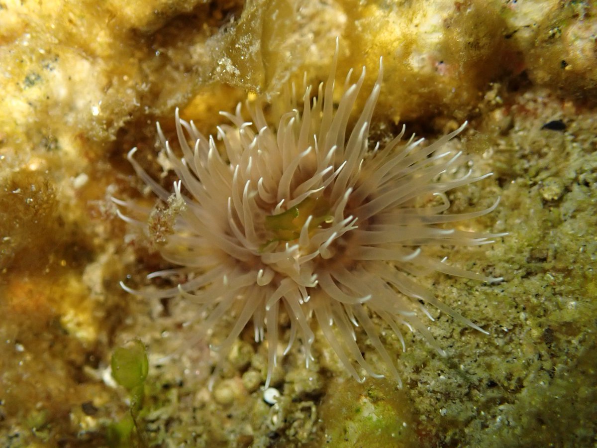 岩の窪みに砂泥が溜った場所で触手を広げる小型のイソギンチャク類です。触手の先端が白くなっているのが特徴的ですが、種は同定できていません。大槌湾で観察頻度の高いミドリイソギンチャクやイシワケイソギンチャクでは無さそうです。