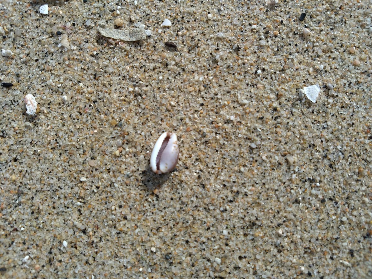 特に貝殻の打ち上げはないけど、タカラガイはうれしい