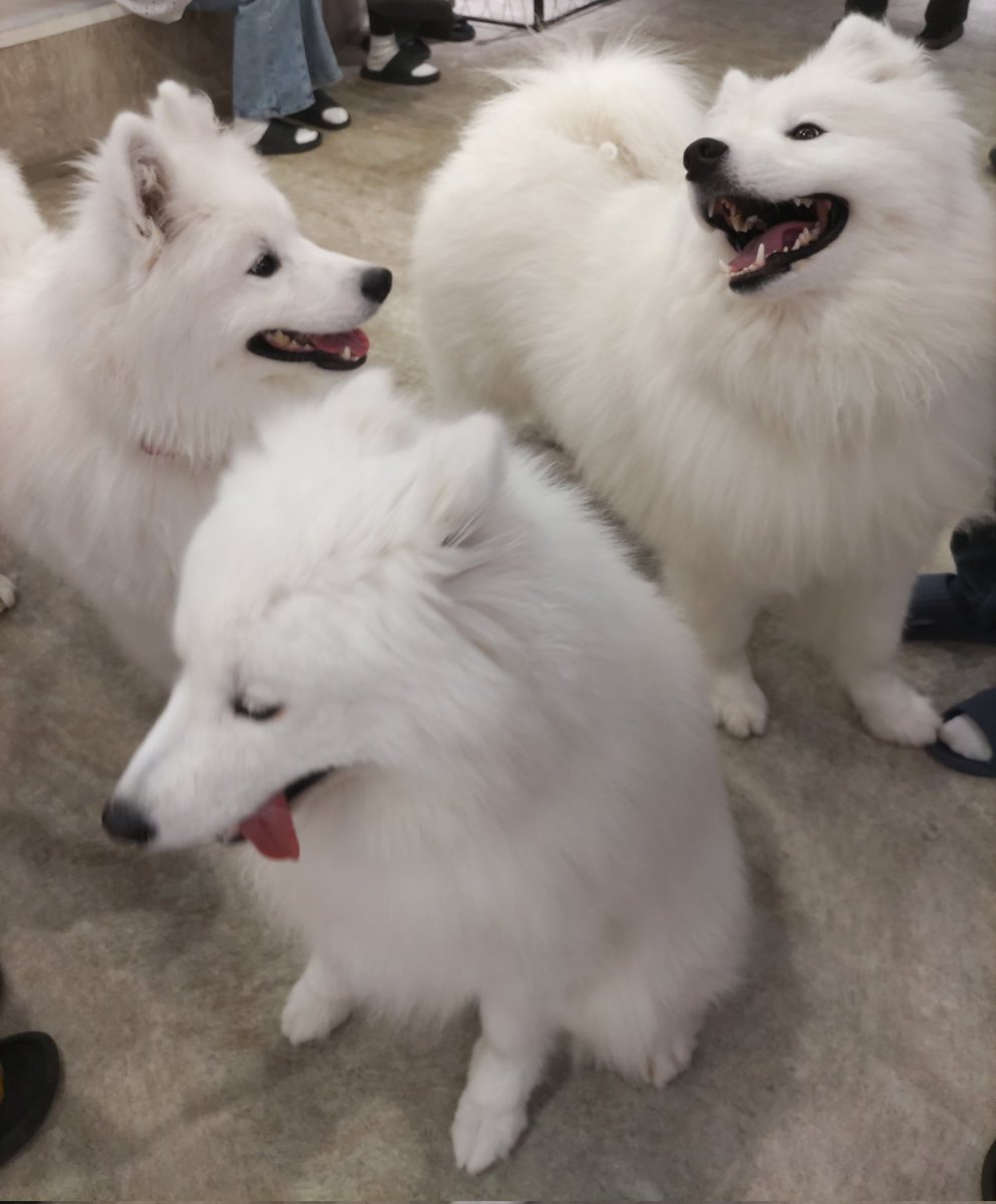 tracy_jack_s's tweet photo. 犬がチヤホヤしてくれる。ホストクラブみたいだ。 https://t.co/gv0TlIG6Mk