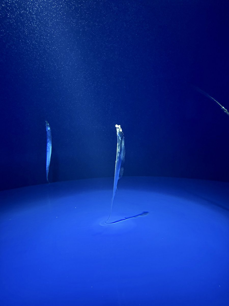 Post by らふつ💉PPMMMMPP🍫🍫💉 on X: おー👏