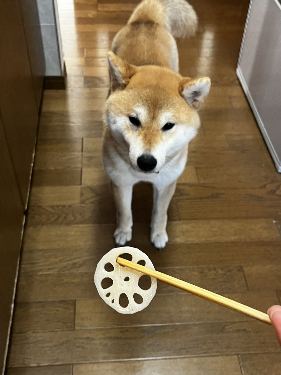 柴犬こめ1歳 (@shibainukome) / Posts / X