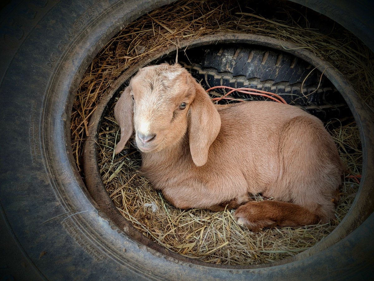 Ellis Goodwyn 🐐 tweet media