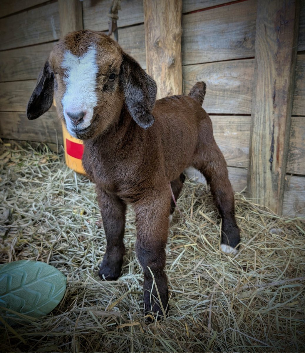 Ellis Goodwyn 🐐 tweet media