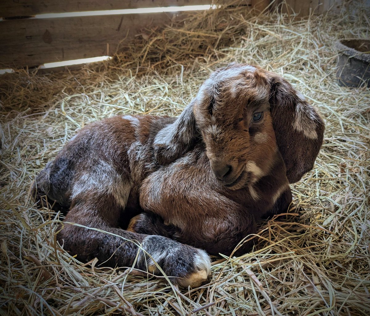 Ellis Goodwyn 🐐 tweet media