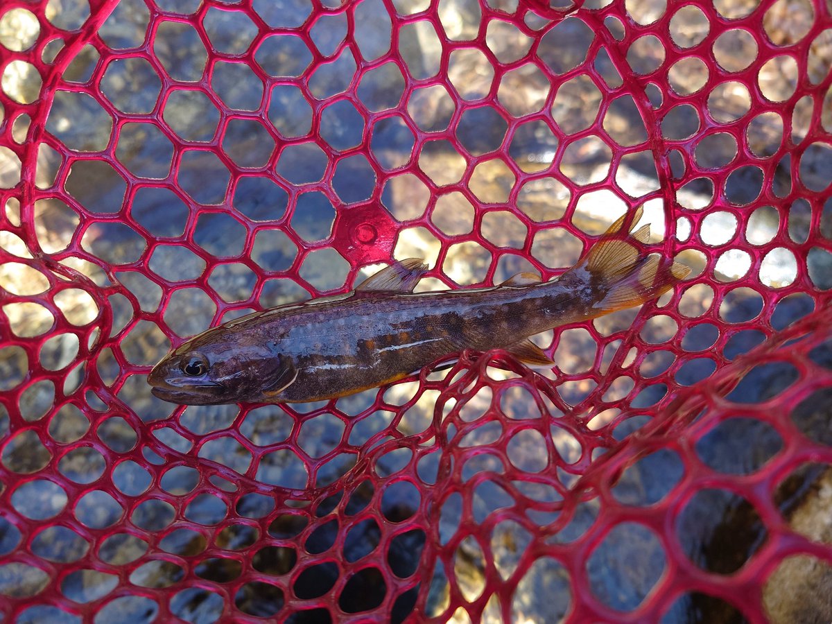 るてしよ tweet media