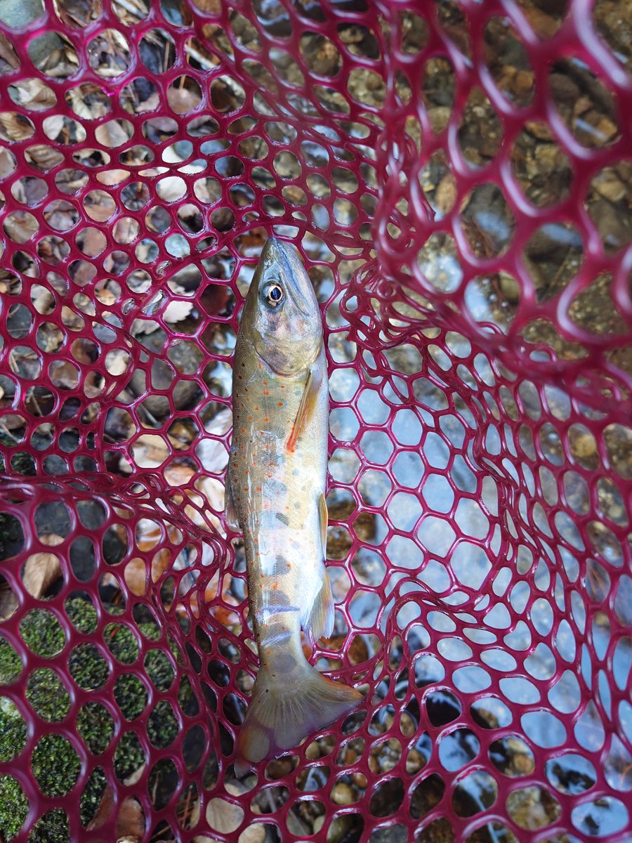 るてしよ tweet media