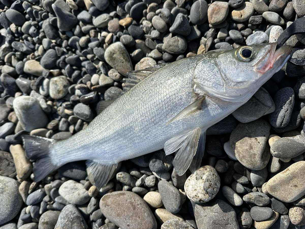 不破　大智 tweet media