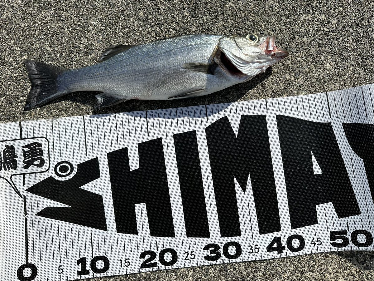 不破　大智 tweet media