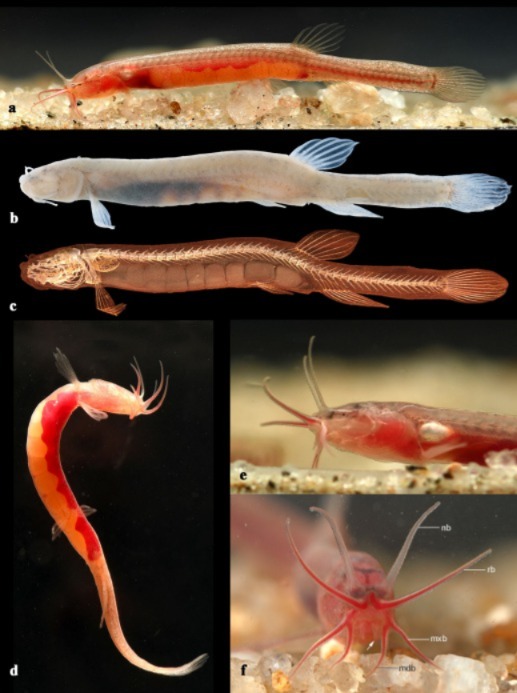 ranojpeguassam's tweet photo. My heartfelt appreciation to the scientists of Assam Don Bosco University for the remarkable discovery of 𝐆𝐢𝐭𝐜𝐡𝐚𝐤 𝐧𝐚𝐤𝐚𝐧𝐚 — the first groundwater-dwelling fish ever recorded in Northeast India, found in Goalpara district.

Unearthed from a local well, this 2-centimeter-long, translucent red and blind “miniature marvel” is scientifically extraordinary for completely lacking a skull roof. The discovery shines a light on the rich yet hidden biodiversity of the Brahmaputra Valley and underscores the immense ecological treasures that remain to be explored.
@DonBoscoUniv