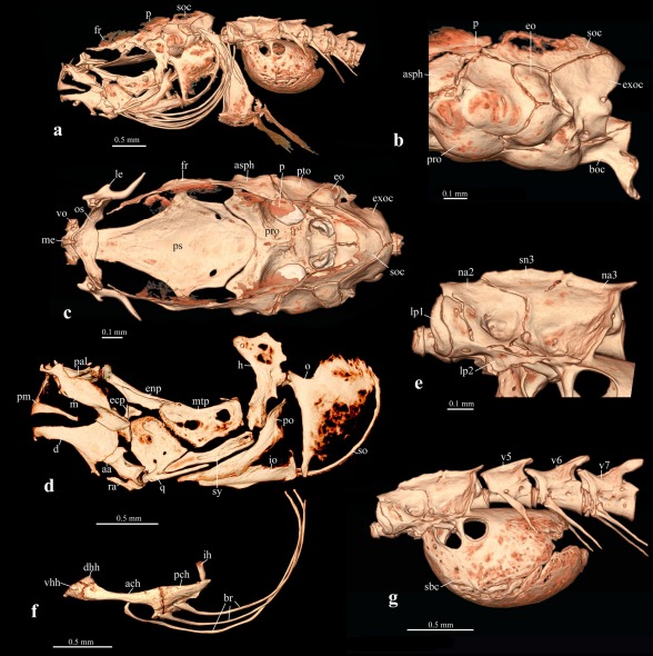 ranojpeguassam's tweet photo. My heartfelt appreciation to the scientists of Assam Don Bosco University for the remarkable discovery of 𝐆𝐢𝐭𝐜𝐡𝐚𝐤 𝐧𝐚𝐤𝐚𝐧𝐚 — the first groundwater-dwelling fish ever recorded in Northeast India, found in Goalpara district.

Unearthed from a local well, this 2-centimeter-long, translucent red and blind “miniature marvel” is scientifically extraordinary for completely lacking a skull roof. The discovery shines a light on the rich yet hidden biodiversity of the Brahmaputra Valley and underscores the immense ecological treasures that remain to be explored.
@DonBoscoUniv