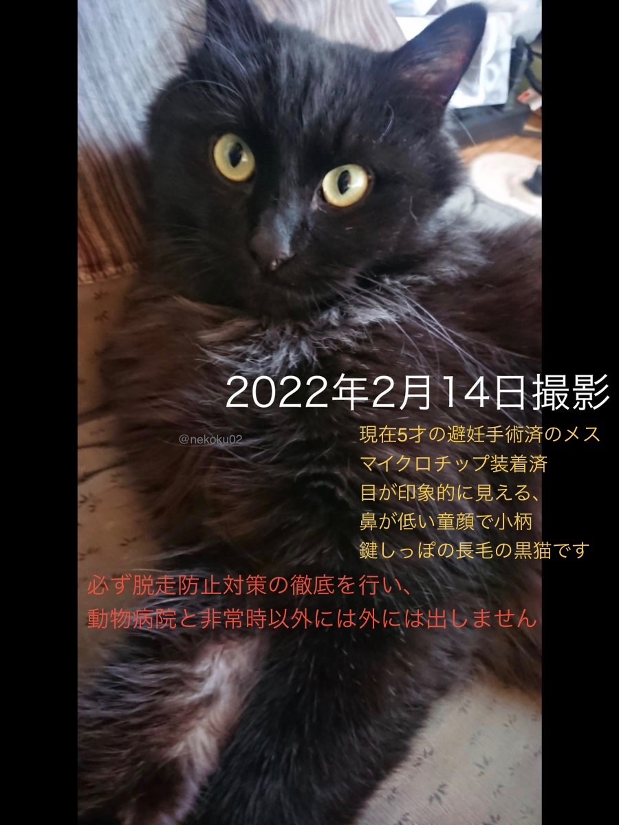 千葉県東庄町で2022年6月から #黒猫 ♀を捜しています】 長毛で特徴的