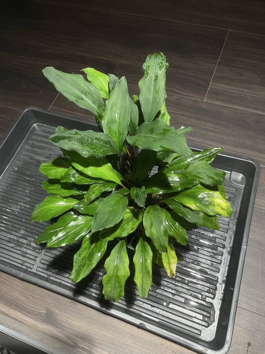 ブセファランドラ