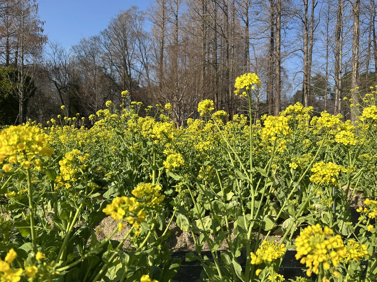 おさんぽ〜菜の花きれい☘️
このまま暖かくなってほしいな