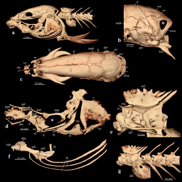 ranojpeguassam's tweet photo. My heartfelt appreciation to the scientists of Assam Don Bosco University for the remarkable discovery of 𝐆𝐢𝐭𝐜𝐡𝐚𝐤 𝐧𝐚𝐤𝐚𝐧𝐚 — the first groundwater-dwelling fish ever recorded in Northeast India, found in Goalpara district.

Unearthed from a local well, this 2-centimeter-long, translucent red and blind “miniature marvel” is scientifically extraordinary for completely lacking a skull roof. The discovery shines a light on the rich yet hidden biodiversity of the Brahmaputra Valley and underscores the immense ecological treasures that remain to be explored.
@DonBoscoUniv