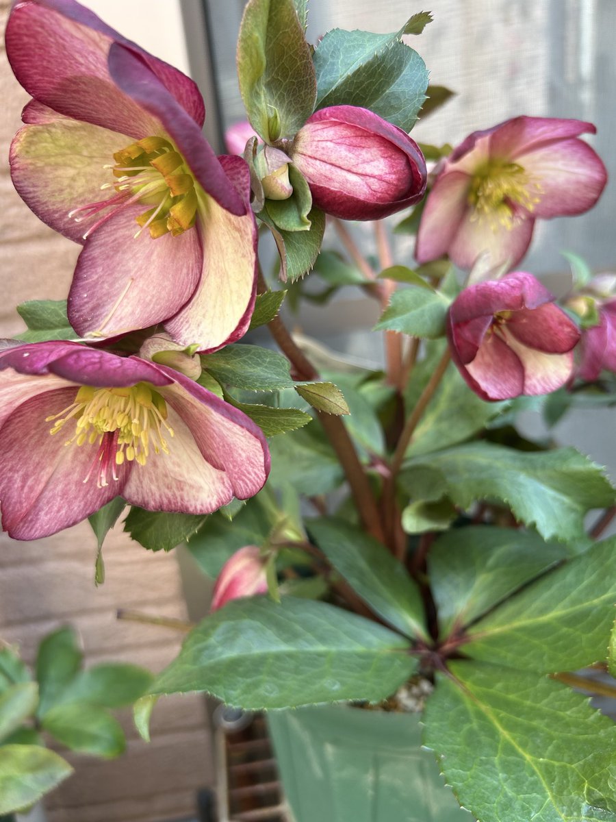 自宅のクリスマスローズ達が咲き始めてて嬉しい今日この頃