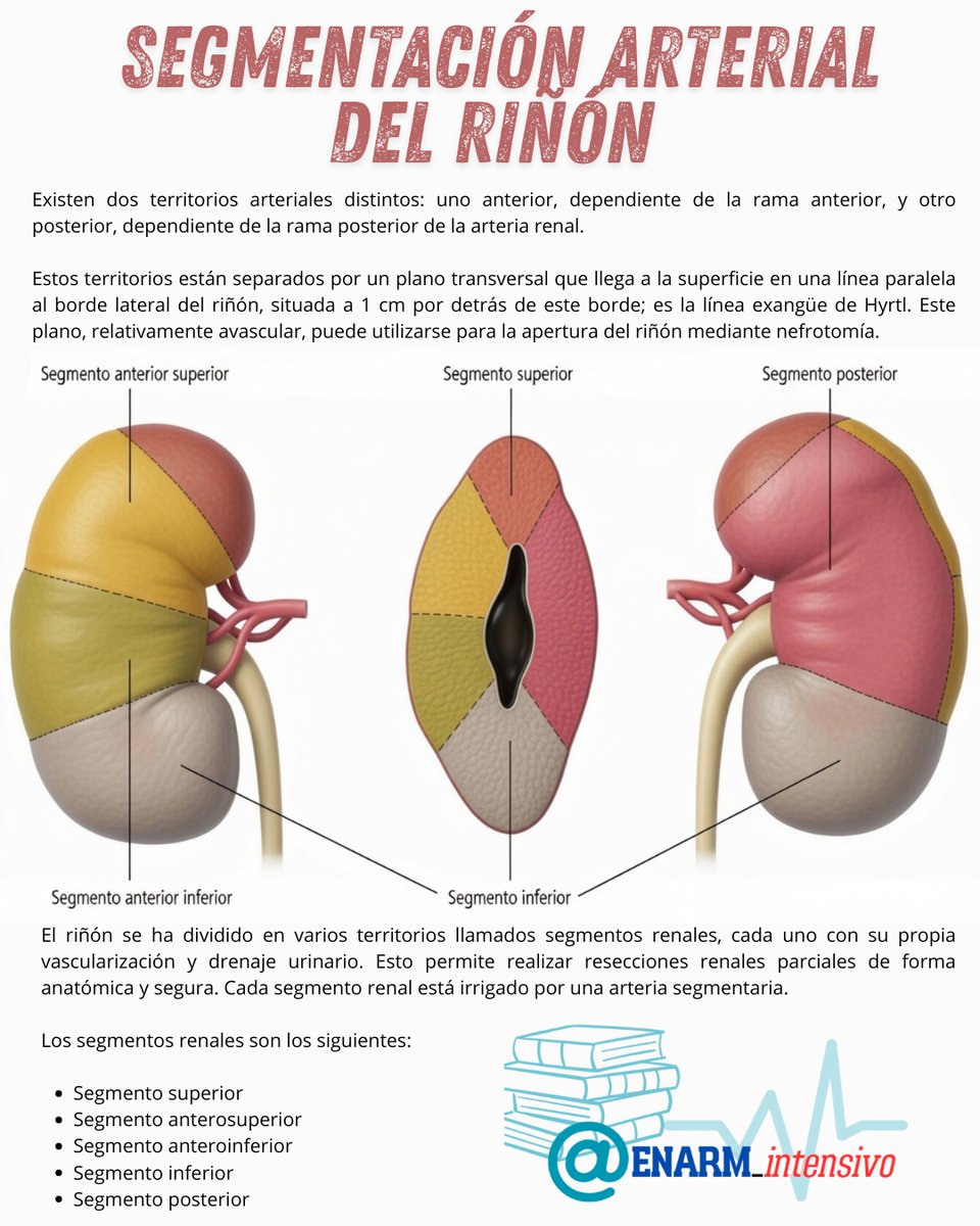 ENARM_intensivo's tweet photo. 💢SEGMENTACIÓN ARTERIAL  DEL  RIÑÓN

#ENARM_INTENSIVO #ESTUDIA_MEDICINA https://t.co/Ku0YQ5829r