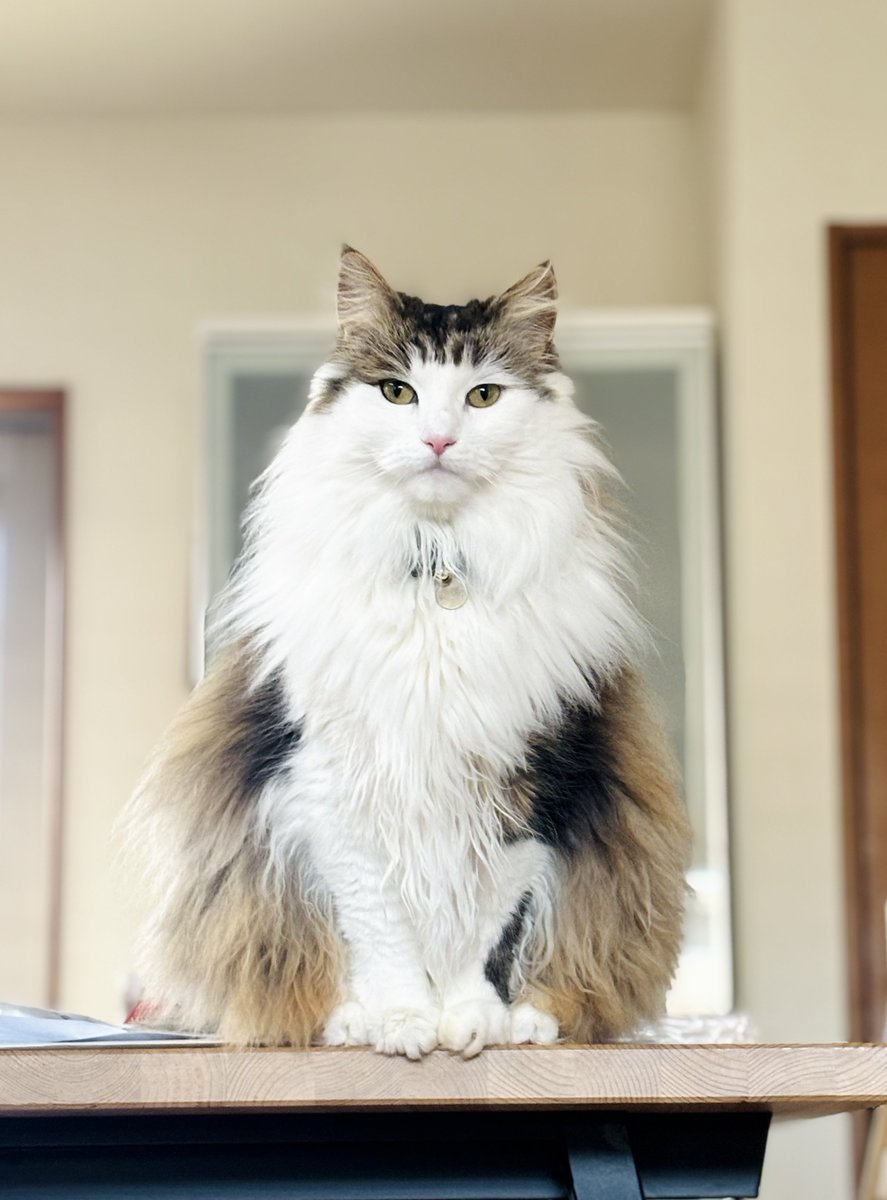 もふー #猫のいる暮らし #ノルウェージャンフォレストキャット