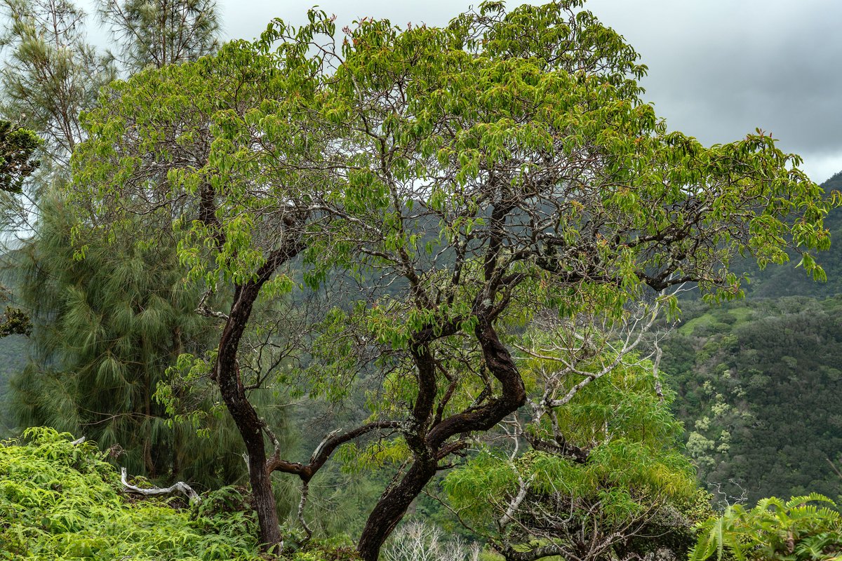 Terraformation tweet media