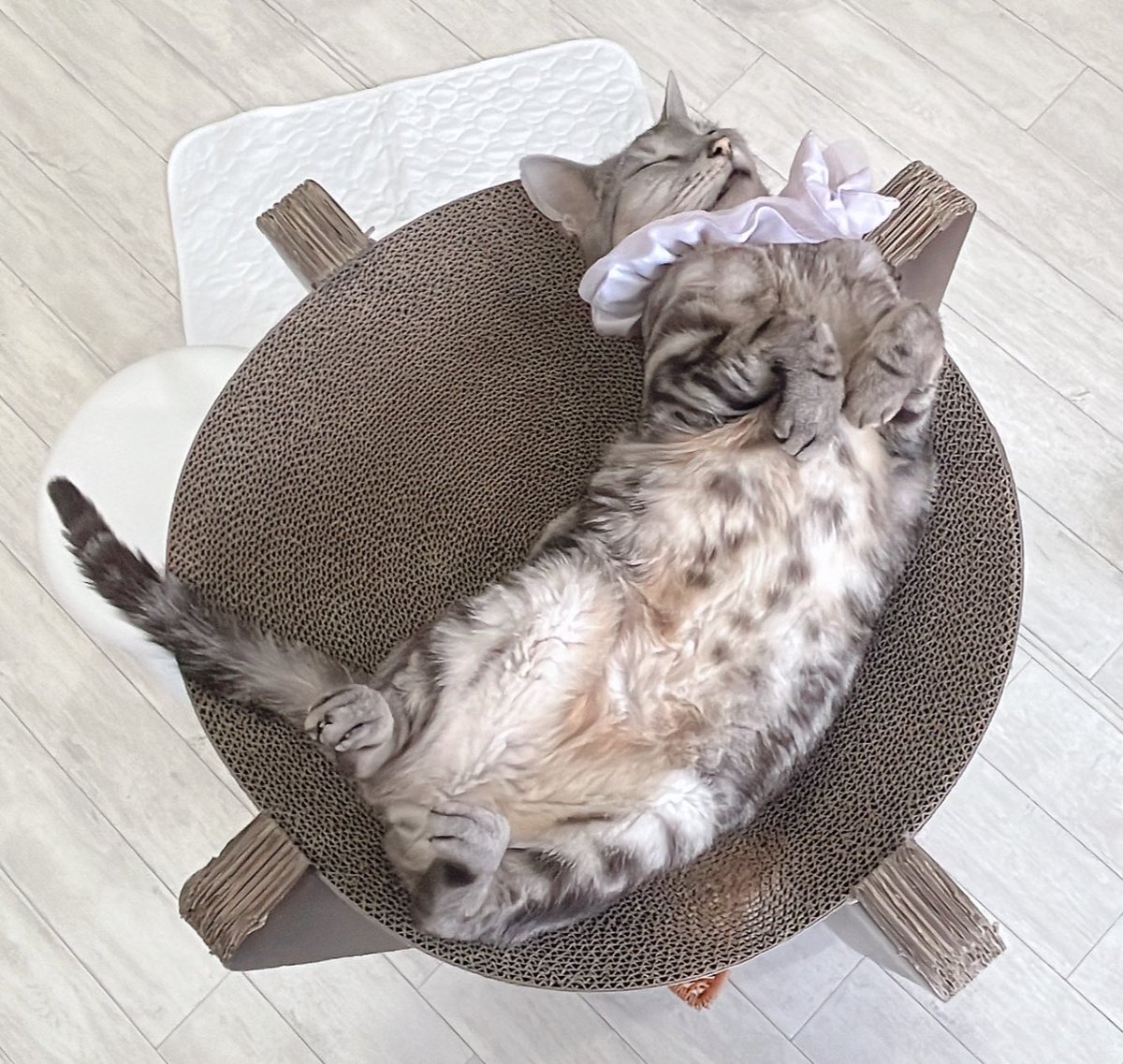 いーと tweet media