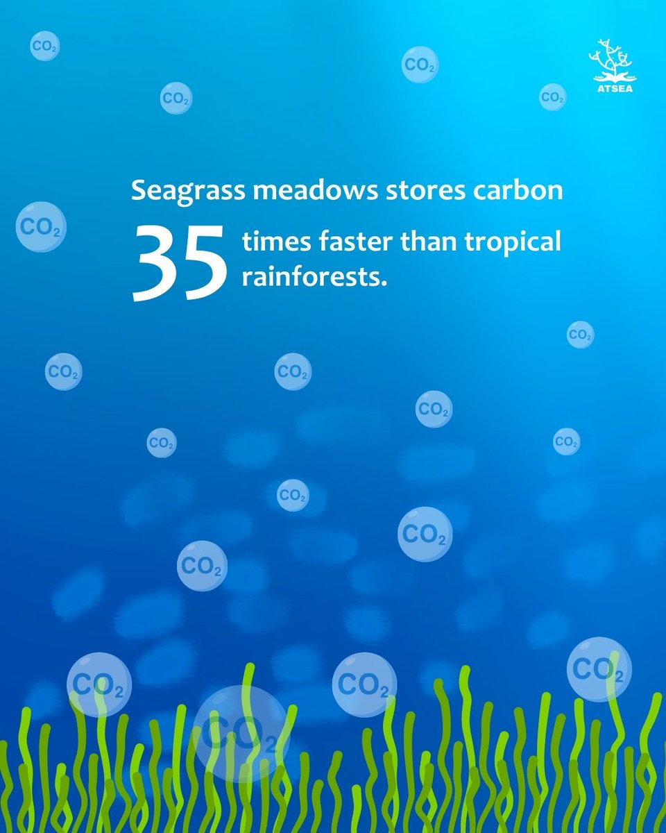 ProgramAtsea's tweet photo. Seagrass may grow quietly, but it supports climate stability, protects coastlines, sustains fisheries, and feeds dugongs🌿

ATSEA works with partners to strengthen Dugong &amp; Seagrass conservation across the region.

#worldseagrassday https://t.co/LwmkoHlvSO